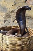 Image result for cobra 