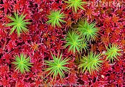 Image result for Polytrichum Moss