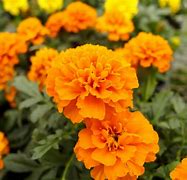 Image result for Annual Vines Flowering