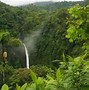 Image result for Dense Rainforest