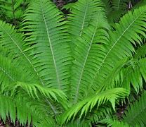 Image result for Matteucia struthiopteris