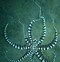 Image result for Black and White Mimic Octopus