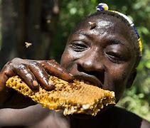 Image result for Eating Honeycomb