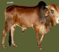 Image result for Bell Star Indian Cattle Rustler