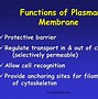 Image result for Cell Membrane Function