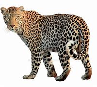 Image result for Jaguar Transparent