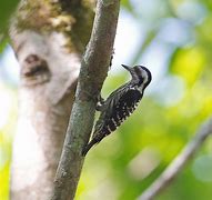 Image result for Dendrocopos canicapillus