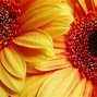 Image result for Flower Wall Backdrop