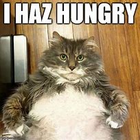 Image result for Fat Gray Cat Meme