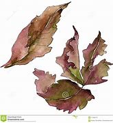 Image result for BlackBerry Leaves