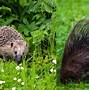 Image result for Hedgehog Next to a Porcupine