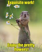 Image result for Pics of Flowers with Meme