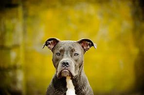 Image result for Pit Bull Mouth