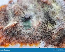 Image result for Mold On Dried Apricots