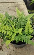 Billedresultat for Dryopteris championii