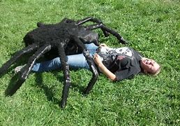 Image result for world s largest huntsman spiders