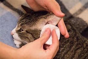 Image result for Cat with Ear Mites