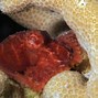 Image result for Octopus Shape