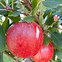 Image result for Red Gala Apple Juice