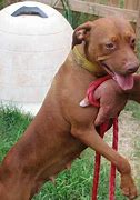 Image result for Red Nose Female Pit Bull