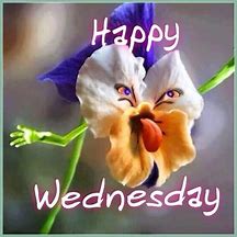 Image result for Wednesday Flower Meme