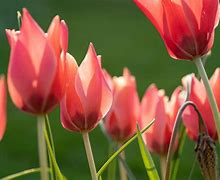 Image result for Tulipa clusiana Annika