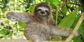 Image result for Adult Sloth