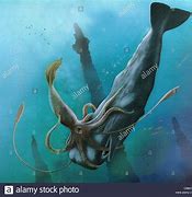 Image result for Sperm Whale Eat Squid