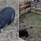 Image result for Pig Pen Fence