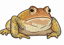 Image result for Toad Graphics