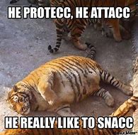 Image result for Tiger Meme Pic