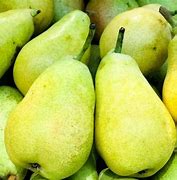 Image result for Types of Pears Fruit