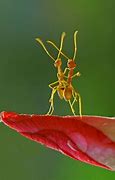 Image result for Cute Ant