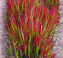 Image result for Imperata Red Baron 