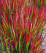 Image result for Imperata cylindrica Red Baron