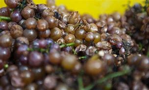 Image result for Cabernet Sauvignon Grape