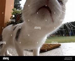 Image result for Cat Smelling Camera Meme