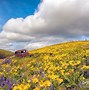 Image result for Wildflower Photography