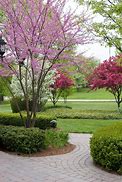Image result for Small Trees for Front Yard