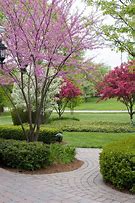 Image result for Short Ornamental Trees