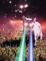 Image result for Psychedelic Space Cats