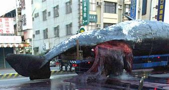 Image result for Exploding Whale On Truck