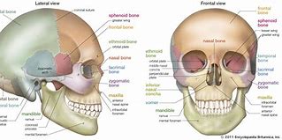 Image result for Skull Bone Real