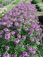 Image result for CLEOME SENORITA ROSALITA