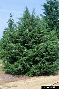 Image result for Mexican Cedar