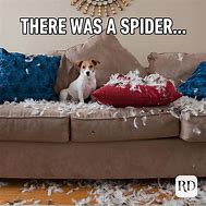 Image result for Bing Images Funny Animal Memes