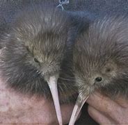 Image result for Baby Kiwi