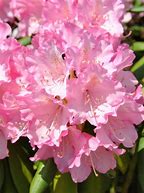 Image result for Rhododendron (Y) Kalinka