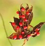 Image result for Most Poisonous Plant in the World