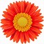Image result for Daisy Flower with Stem